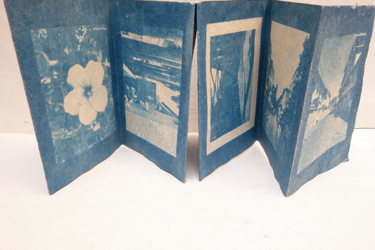 photo and botanical zine