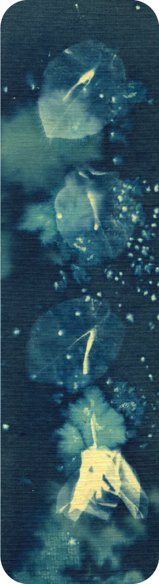 bougainvillea wet cyanotype bookmark