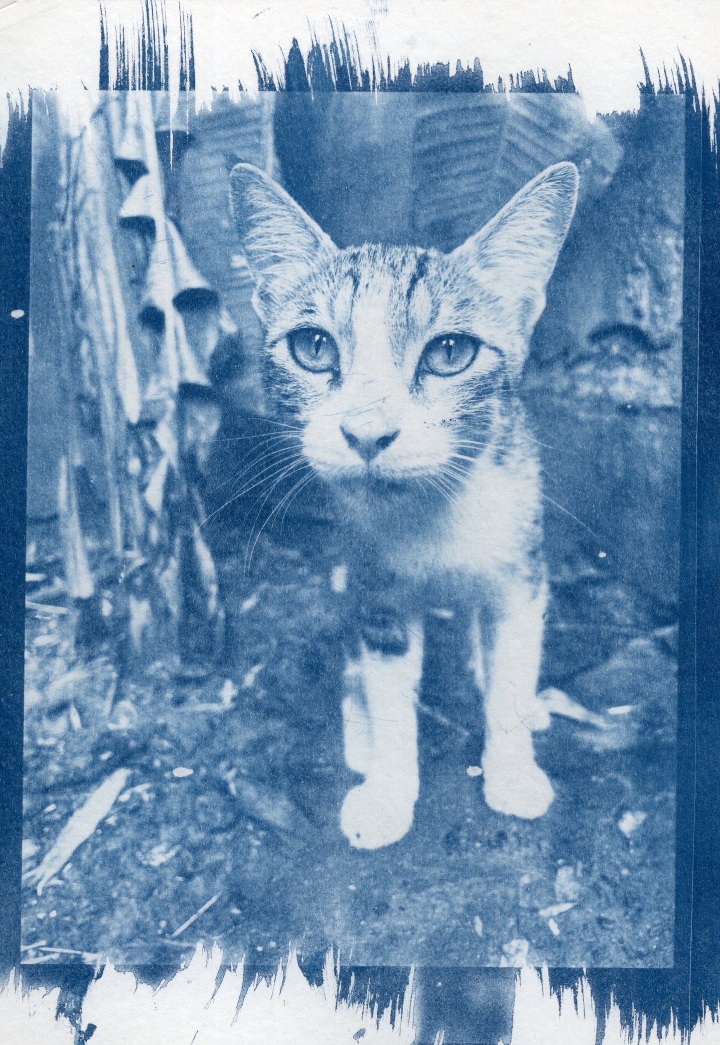 cat cyanotype print
