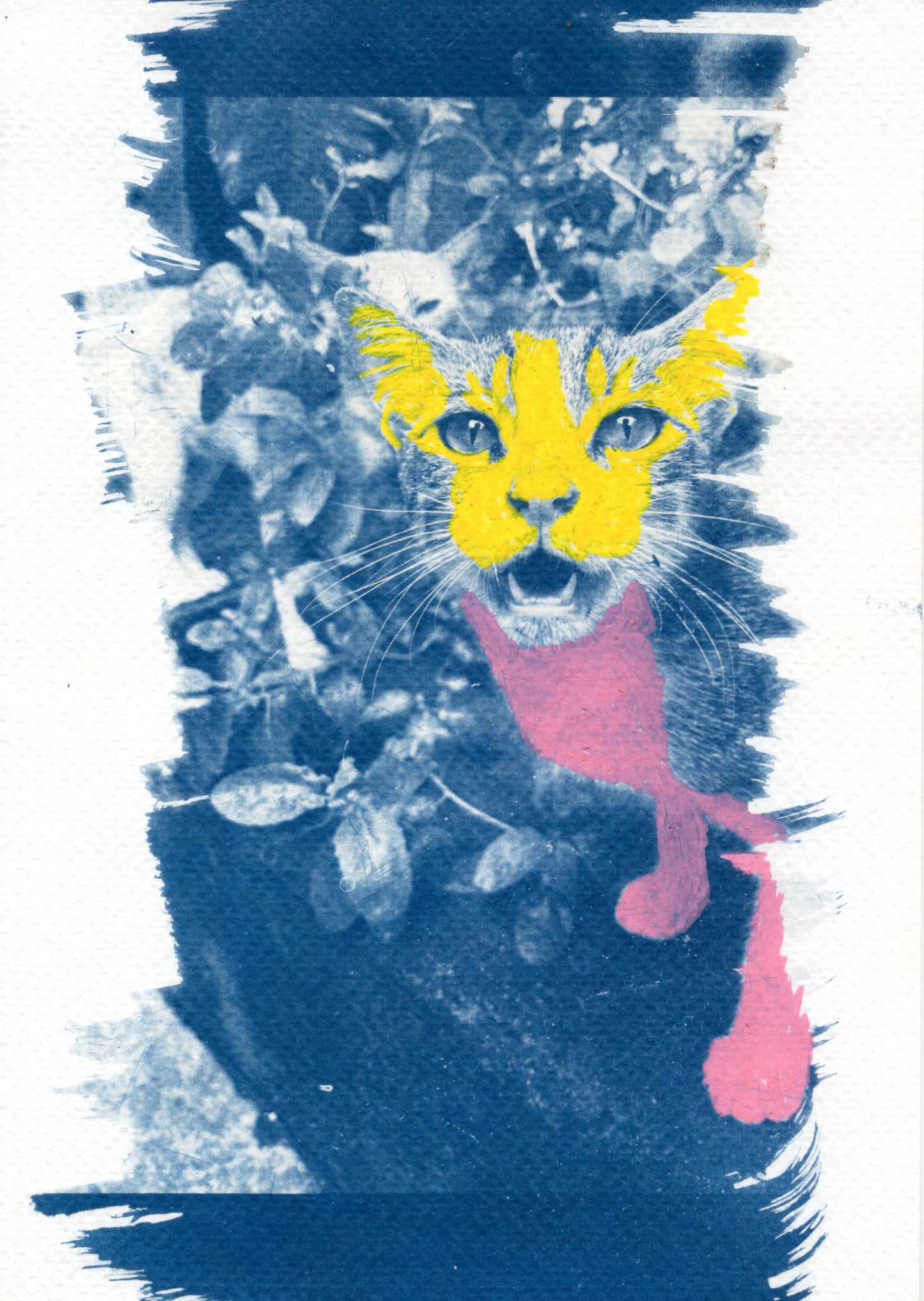coloured cyanotype cat prints