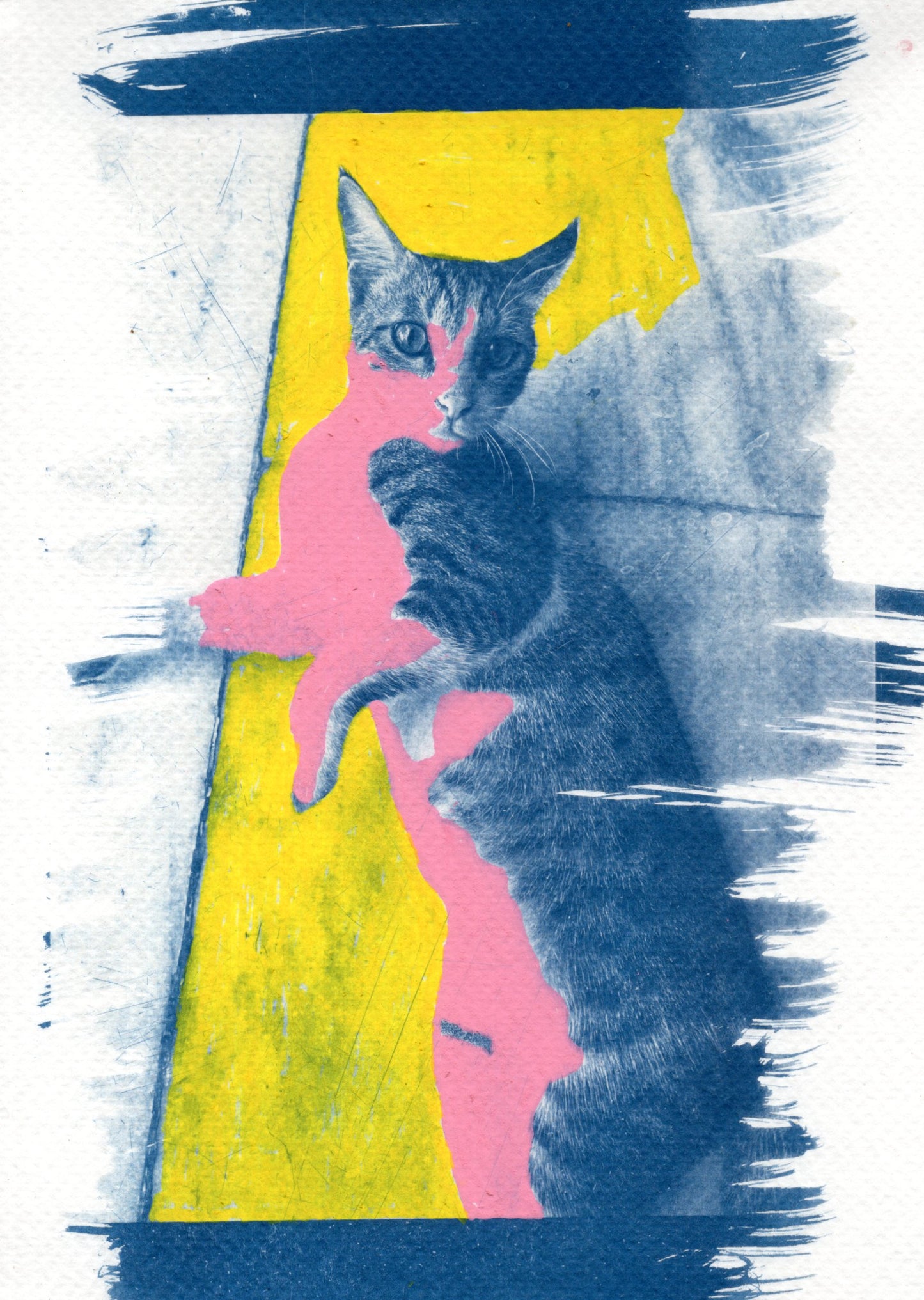 coloured cyanotype cat prints
