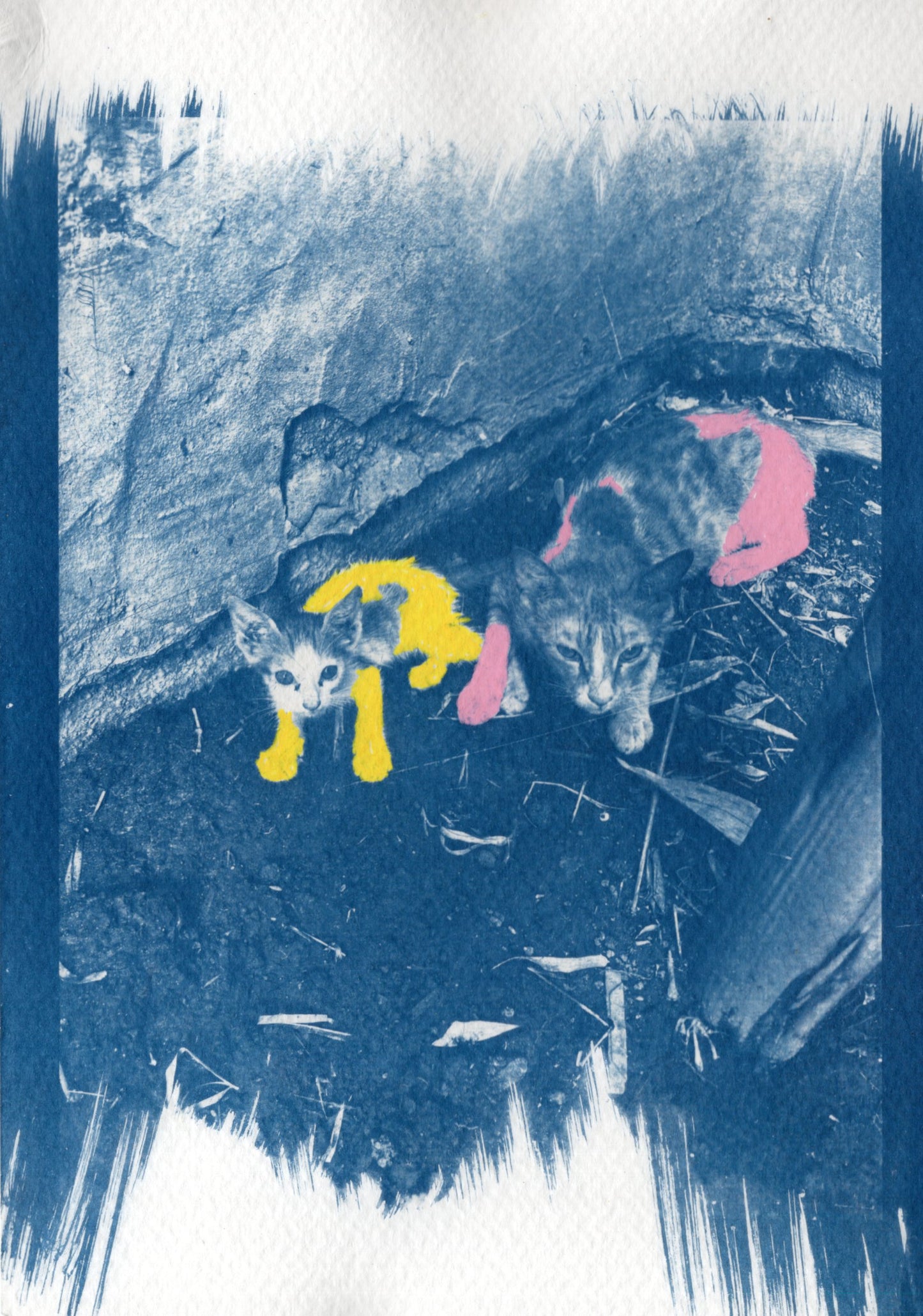 coloured cyanotype cat prints