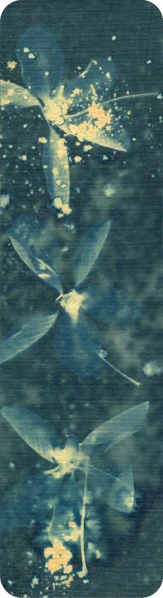 cyanotype bookmark of kanikonna flower