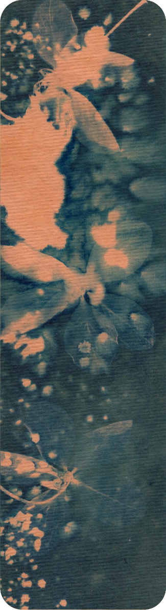 cyanotype bookmark of kanikonna flower
