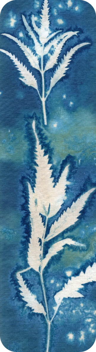 salt and vinegar wet cyanotype bookmark