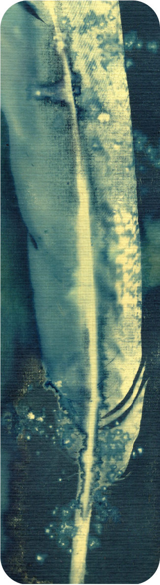 salt and vinegar wet cyanotype bookmark