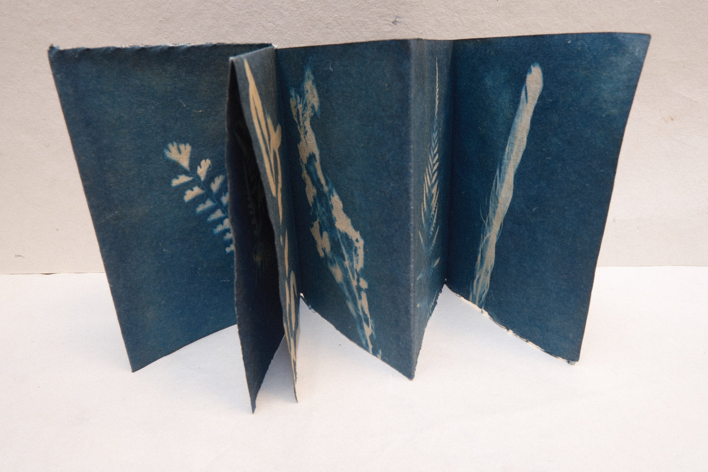 cyanotype botanical zine