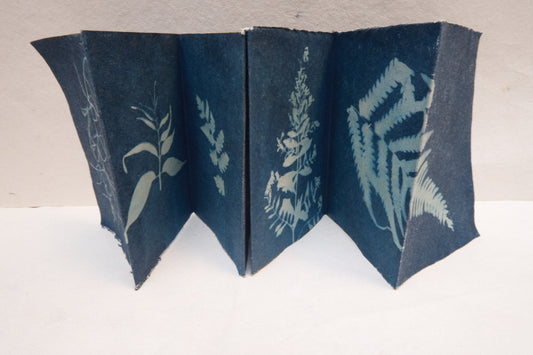 cyanotype botanical zine