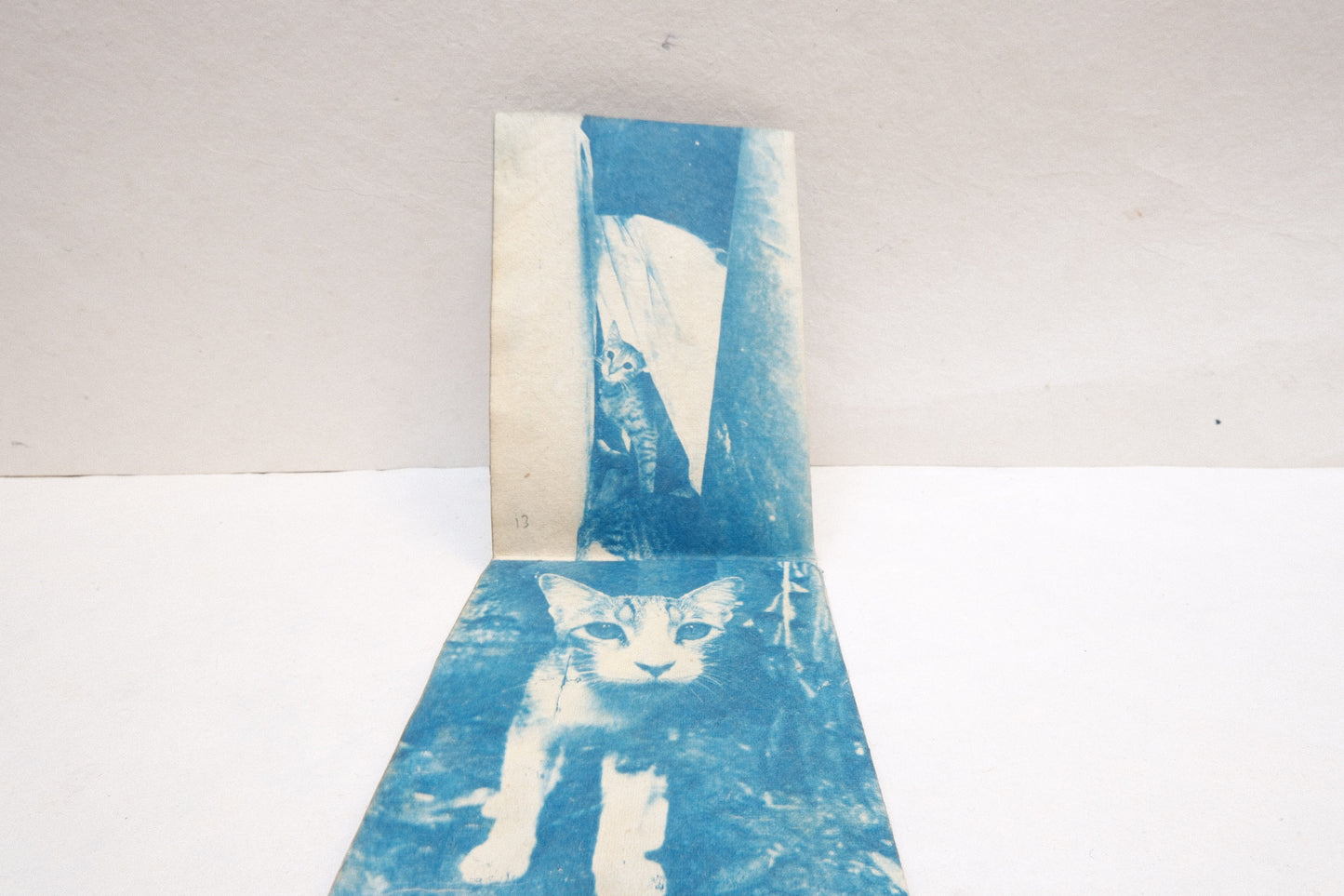 cyanotype cat zine