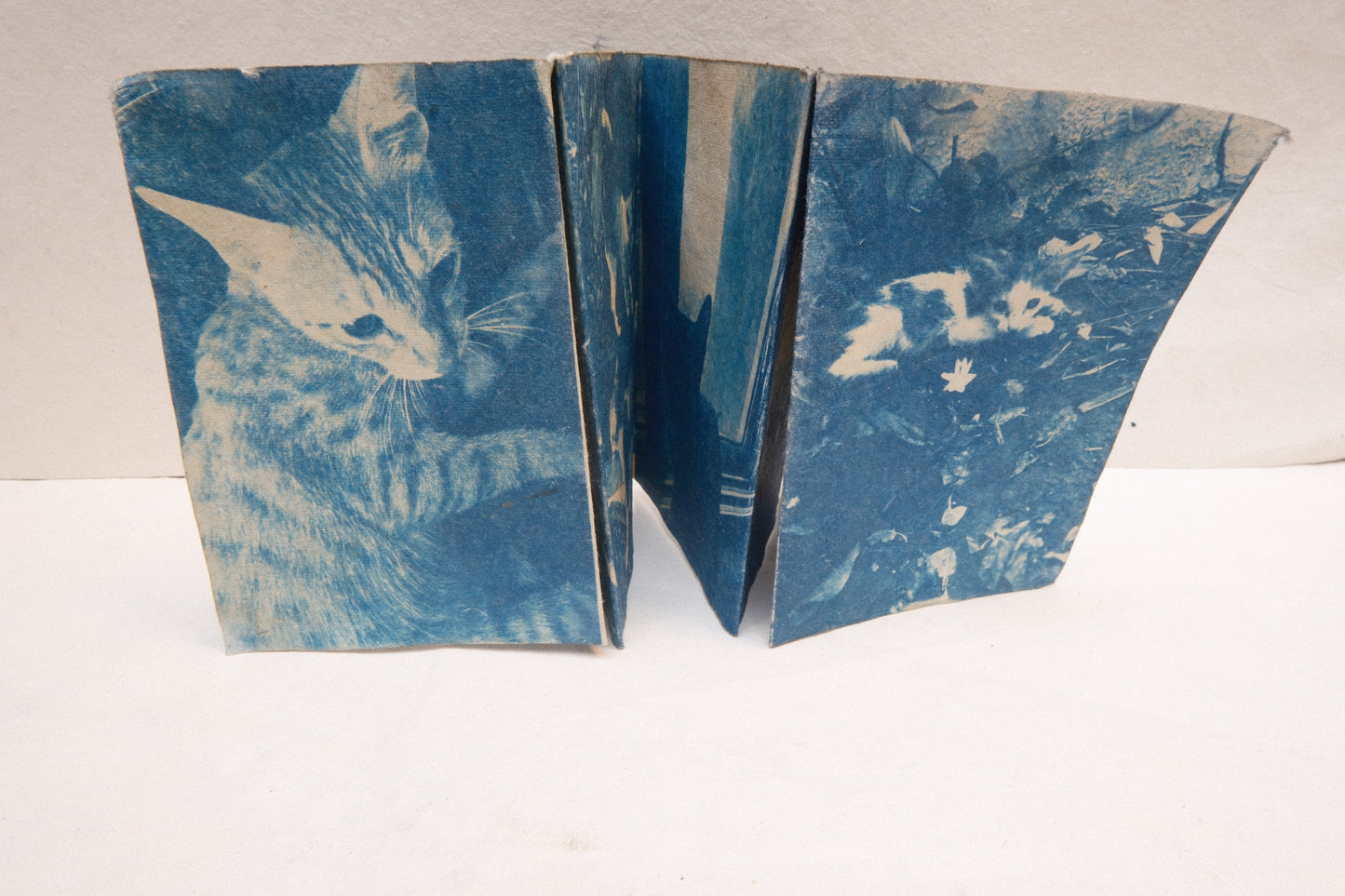 cyanotype cat zine