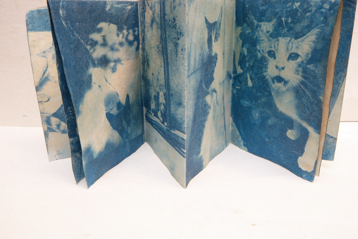 cyanotype cat zine