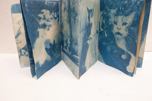 cyanotype cat zine