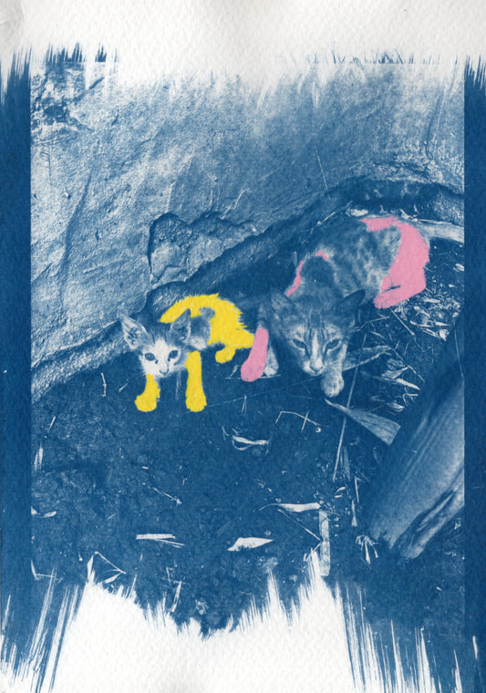 coloured cyanotype cat prints