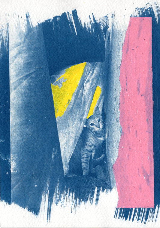 coloured cyanotype cat prints