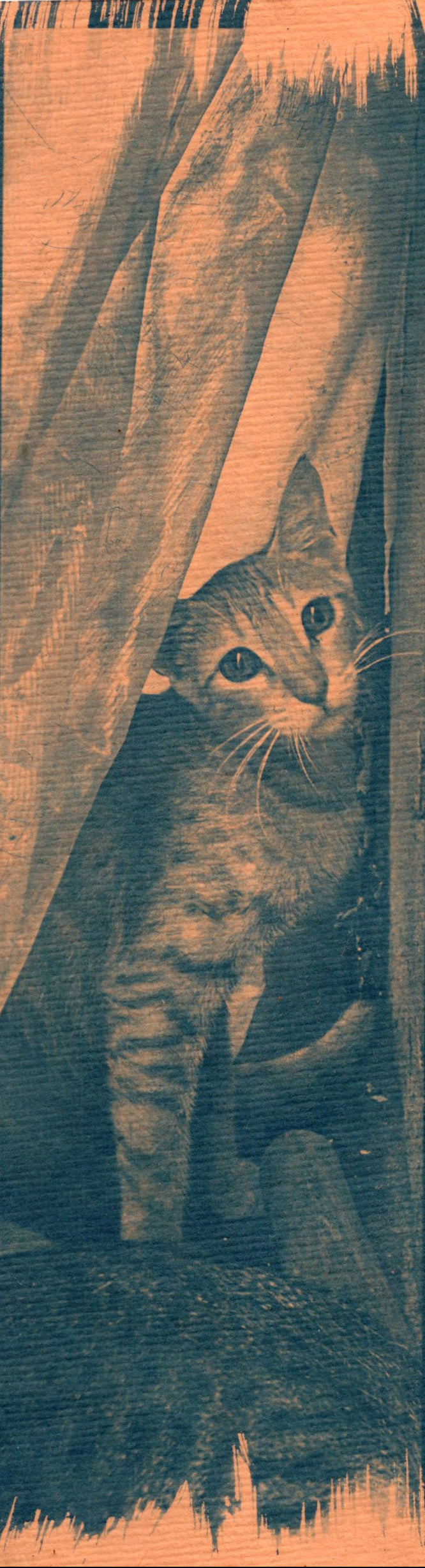 cyanotype cat bookmark