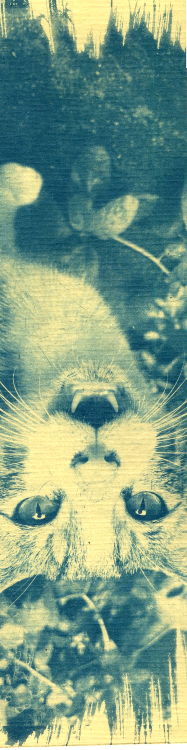 cyanotype cat bookmark