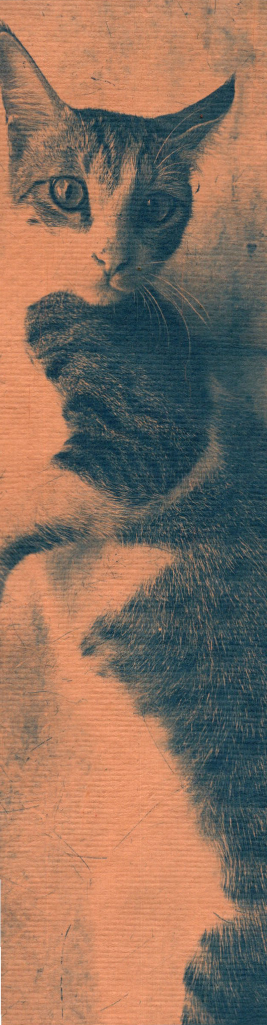cyanotype cat bookmark