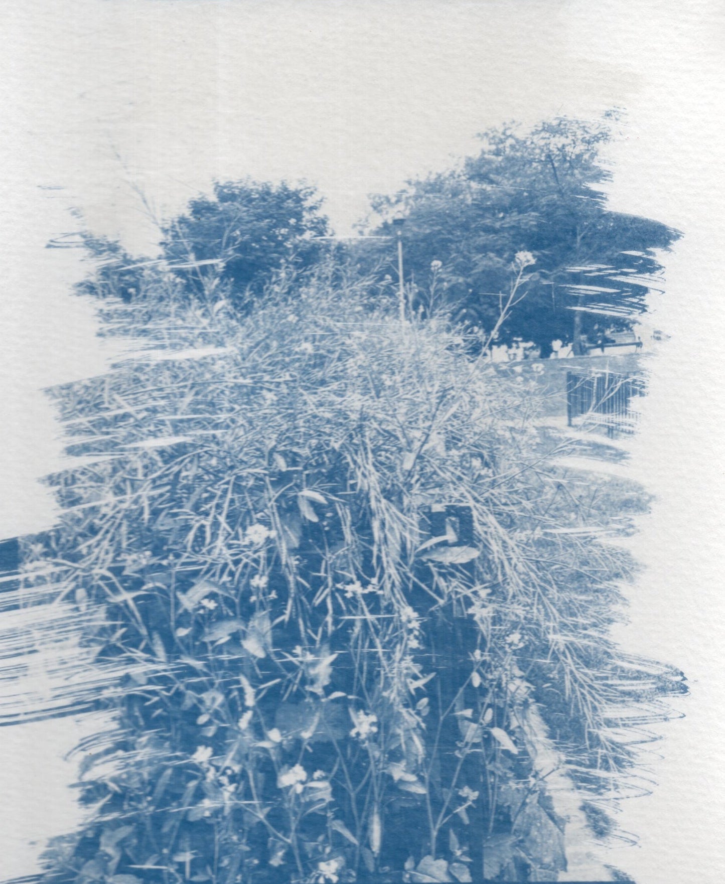 cyanotype print of sunder nursery, delhi