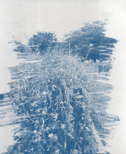 cyanotype print of sunder nursery, delhi