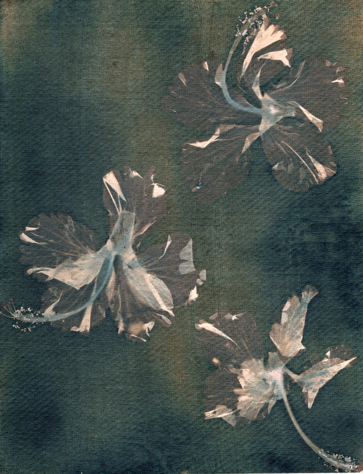 hibiscus cyanotype print
