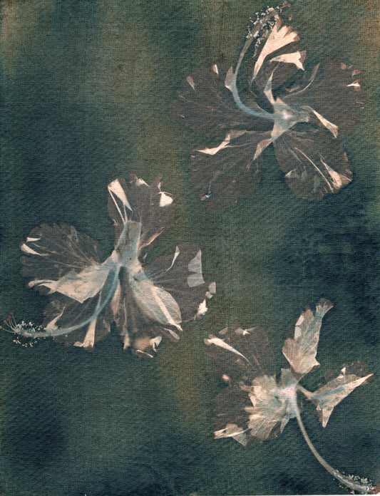 hibiscus cyanotype print