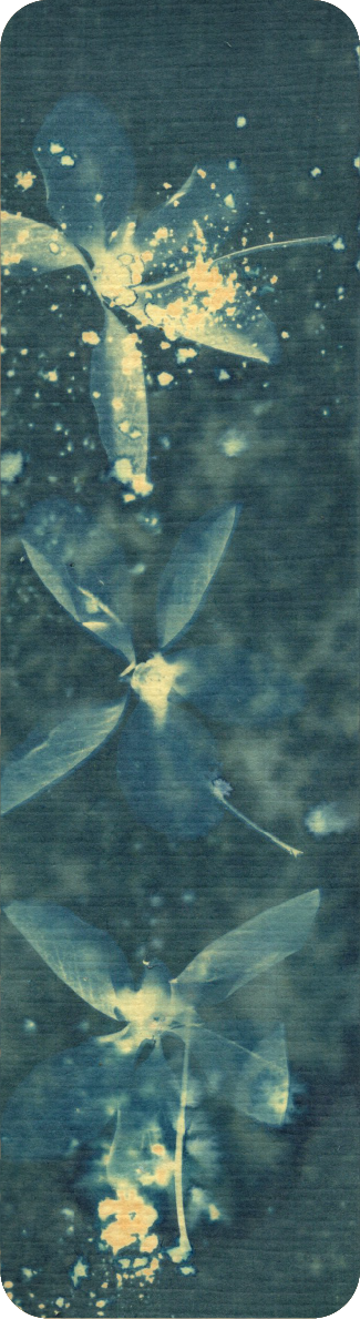cyanotype bookmark of kanikonna flower