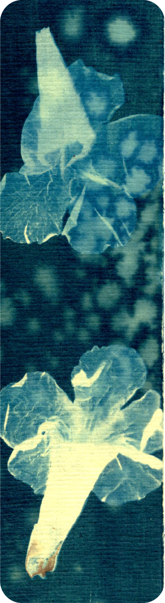 salt and vinegar wet cyanotype bookmark